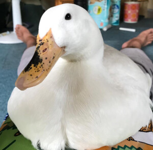 ガル 高知 吉野川 アクティビティ スタッフ