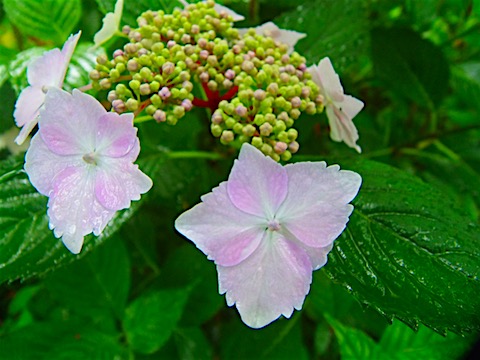 P6118183